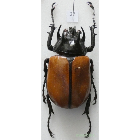 Eupatorus gracilicornis (Arrow, 1908) male Thailand +50mm27